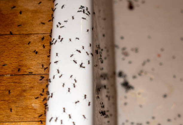 Best Rat Extermination Near Me  in Montara, CA