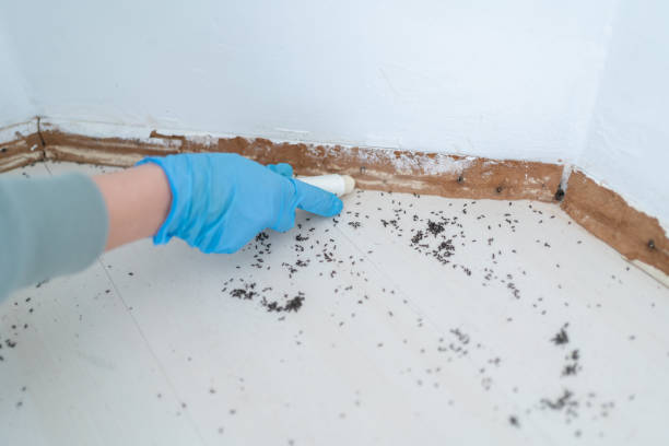 Best Affordable Pest Control Services  in Montara, CA